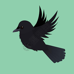 黑乌鸦飞行的克罗插画