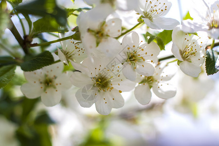 春天的自然 树上开着白色春天花朵的树枝 一棵开花的树 明信片横幅或海报的盛开风景背景花瓣植物阳光蓝色宏观旅行花园植物学季节树叶背景