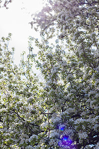 春天的自然 树上开着白色春天花朵的树枝 一棵开花的树 明信片横幅或海报的盛开风景背景场景植物学微距蓝色树叶果园阳光旅行季节花瓣背景图片