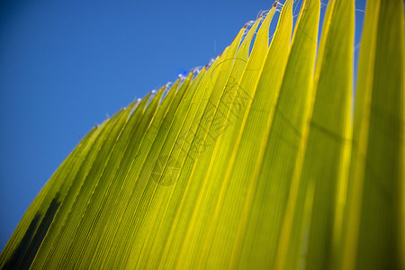 棕榈叶的详细信息植物群丛林叶子森林植物生长绿色热带背景图片