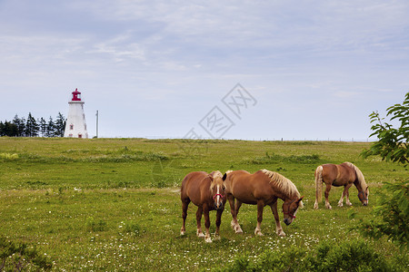 灯塔和马爱德华王子岛海洋地标农场动物灯塔建筑旅行白色海滩晴天背景