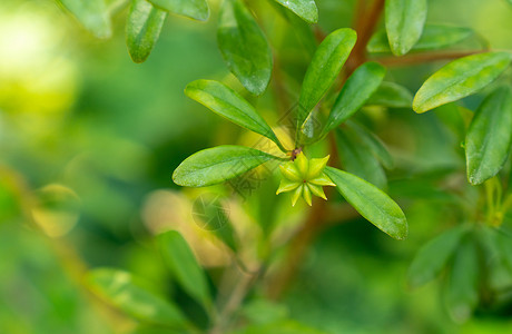 椰枣树茴香绿色的高清图片