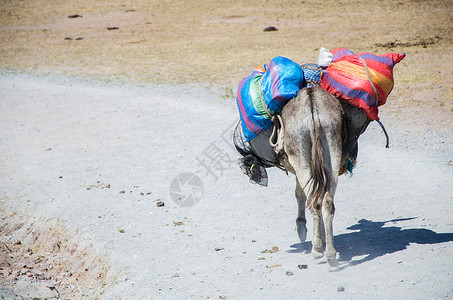 一辆老驴在马卡胡阿西的石路上载运货物高清图片