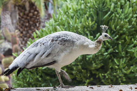 在大加那利岛看到的白孔雀高清图片