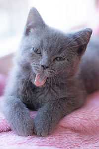 一只小猫回头看一只英国小猫躺在窗台上 可爱的小猫 杂志封面 宠物 灰色的小猫 窗边的小猫短发说谎虎斑窗户眼睛头发动物毛皮哺乳动物工作室背景