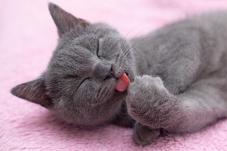 粉色舌头的猫家里养得很好的猫可以洗他的爪子 纯净的动物 宠物头发猫咪舌头毛皮虎斑小猫晶须卫生打扫工作室背景