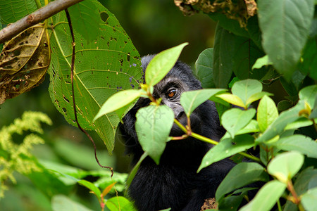 山地丛林在布温迪不可阻挡的森林里 一只山地大猩猩幼崽在吃树叶山地团体银背家庭力量濒危丛林荒野公园生活背景