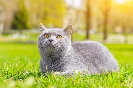 说谎猫灰猫躺在草坪上 宠物散步 宠物害怕街道 一篇关于遛猫的文章 一篇关于对流浪宠物的恐惧的文章 英国品种猫 在冠状病毒期间遛动物 走背景