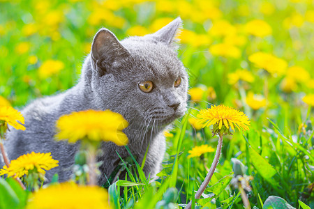 坐在花丛中一只灰色的猫坐在蒲公英中 猫在花丛中 笔记本 相册 拼图封面上的漂亮照片 一只猫的明亮照片 英国品种的猫 宠物散步 害怕和宠物外背景