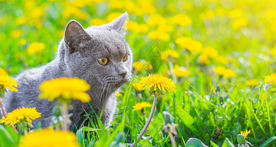 在花丛散步猫春天坐着高清图片