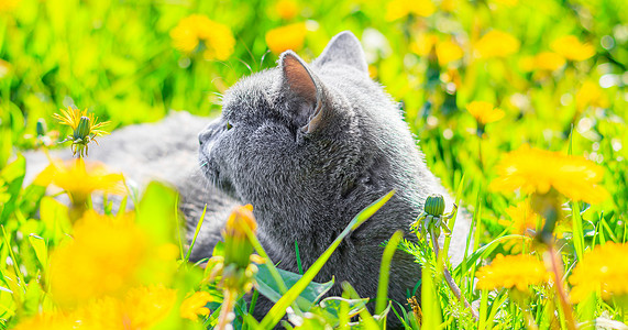 在花丛散步猫绽放摄影高清图片