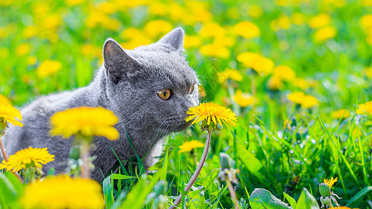 在花丛散步猫美丽的毛皮高清图片