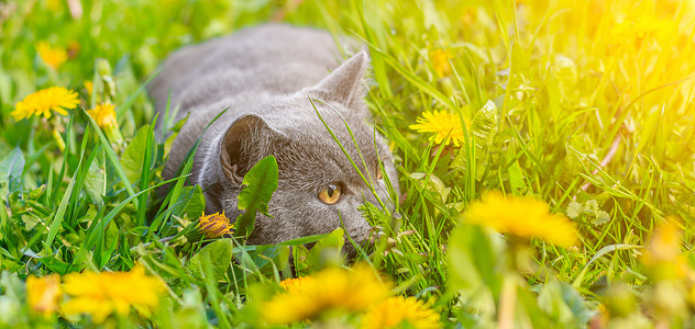 一只灰色的猫坐在蒲公英中 猫在花丛中 笔记本 相册 拼图封面上的漂亮照片 一只猫的明亮照片 英国品种的猫 宠物散步 害怕和宠物外背景图片