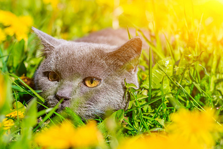 一只灰色的猫坐在蒲公英中 猫在花丛中 笔记本 相册 拼图封面上的漂亮照片 一只猫的明亮照片 英国品种的猫 宠物散步 害怕和宠物外背景图片