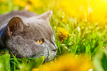 一只灰色的猫坐在蒲公英中 猫在花丛中 笔记本 相册 拼图封面上的漂亮照片 一只猫的明亮照片 英国品种的猫 宠物散步 害怕和宠物外背景图片