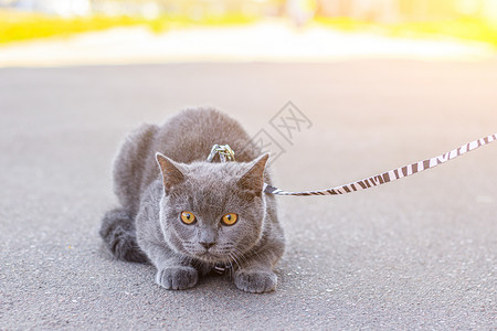 骑猫让猫骑在背带上 宠物散步 宠物害怕街道 一篇关于遛猫的文章 一篇关于对流浪宠物的恐惧的文章 英国品种猫 猫坐在人行道上 在冠状病背景