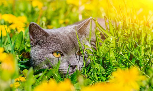 一只灰色的猫坐在蒲公英中 猫在花丛中 笔记本 相册 拼图封面上的漂亮照片 一只猫的明亮照片 英国品种的猫 宠物散步 害怕和宠物外背景图片