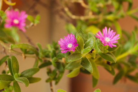 近距离特写的工厂花朵花粉花园木瓜精子橙子植物学地毯紫色花瓣背景图片