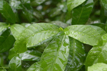 雨滴落在树叶上湿的气泡高清图片