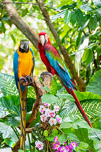 色彩多彩的马考鸟高清图片