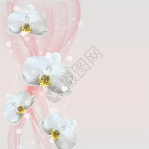 3D 逼真的天然兰花花背景  Adsflyer 或杂志背景的设计模板 它制作图案矢量花朵兰花插图植物群生态温泉婚礼植物植物学热带插画