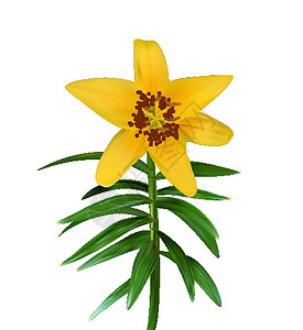百合新城五颜六色的黄色自然主义百合花在白色背景上的绿色茎上 它制作图案矢量插画