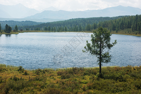 封顶Altai山的Kidelyu湖高地全景针叶林环境晴天旅行蓝色顶峰森林树木背景