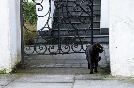穿过黑猫黑猫从花园穿过大门走出花园背景