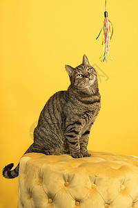 黄色猫咪耳朵黄色工作室的Tabby cat 和黄纸巾一起全身猫咪主题尾巴猫科动物哺乳动物虎斑宠物毛皮警报背景