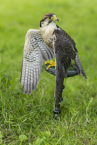 训练有素一只长着翅膀的成年白鹰在绿色自然背景下背景