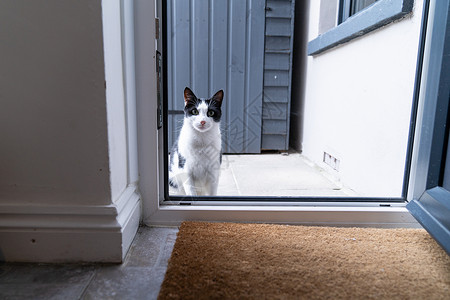 黑白家猫坐在厨房门前的门口 等待并请求允许进内屋在厨房门前坐着哺乳动物注意力黑与白头发警报猫眼花园宠物猫科猫咪背景图片
