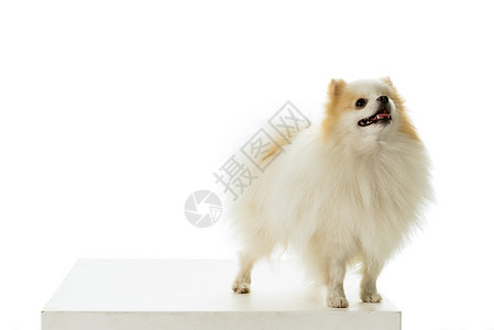 白色斯皮茨犬老的宠物高清图片