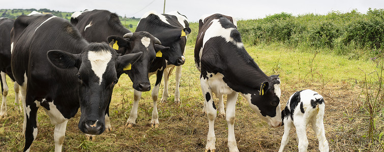 在英格兰乡村的草地上 牛和手在草地上黑牛棕牛黑与白奶牛犊牛动物群哺乳动物农业植被荒野背景图片