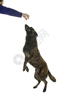 一只荷兰牧羊犬的肖像 杂着彩色 孤立在白色背景上 用手掌主臂跳跃以换取优待奖赏背景