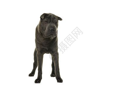 站立的灰色沙皮狗 看着白色背景被隔离的摄像头图像垂直毛皮姿势团体犬类动物良种水平工作室背景图片