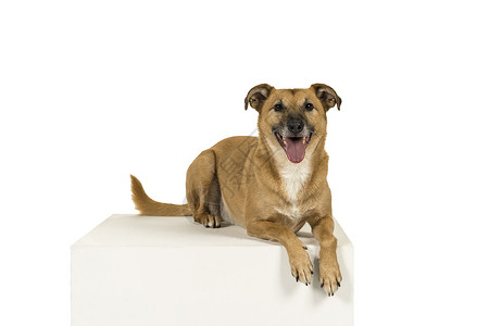 小棕色混合品种狗 倒在白色立方体的侧面 在白色背景中被孤立 看着摄像机背景图片