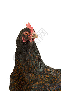 一只金鸡的肖像 金色带黑色 头部紧靠黑衣 白底被孤立在白色背景上部位母鸡农业血统纯品种家禽动物女性花边后院背景图片