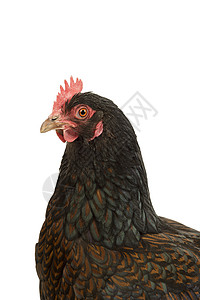 一只金鸡的肖像 金色带黑色 头部紧靠黑衣 白底被孤立在白色背景上部位母鸡家禽花边女性纯品种工作室羽毛后院动物背景图片