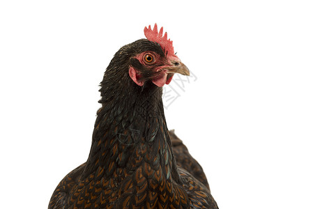 一只金鸡的肖像 金色带黑色 头部紧靠黑衣 白底被孤立在白色背景上血统母鸡后院纯品种羽毛花边家禽部位农场动物背景图片