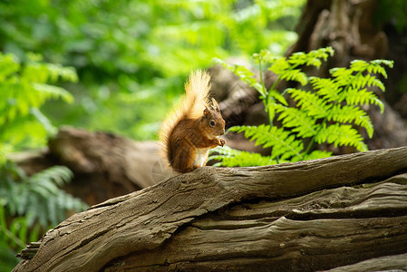 红耳鹎捕食在英国布朗西岛的树桩上 捕食日晒中坚果的天然森林里 小小红野外松鼠生物栖息地头发毛皮濒危爪子木头野生动物荒野哺乳动物背景