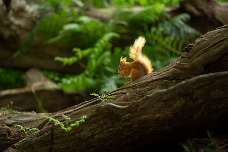 红耳鹎捕食在英国布朗西岛的树桩上 捕食日晒中坚果的天然森林里 小小红野外松鼠木头种子濒危尾巴生物毛皮哺乳动物头发荒野动物背景