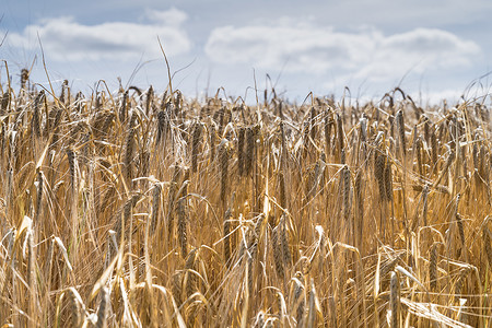 夏日大麦田 在收获季节 一连串阳光照耀的作物全景观望蓝色稻草太阳场地大麦耳朵粮食小麦面包谷物背景图片
