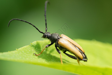 女士披风叶子上的昆虫红色长角牛甲虫背景图片