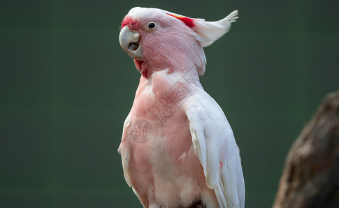 粉色鹦鹉少校 也被称为 打铅手的蟑螂或粉红鹦鹉梳子男性情调热带异国动物园羽毛天堂粉色模仿背景