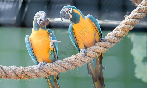 美丽的蓝黄色金刚鹦鹉 又称蓝绿色金刚鹦鹉动物园金子热带蓝色野生动物羽毛金色鹦鹉白色绿色背景图片