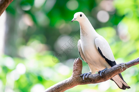 花斑帝王鸽 Ducula 双色 站在树枝上 它是一种相对较大的花斑鸽 它存在于东南亚的森林 林地 红树林 种植园和灌木丛中白色色背景图片