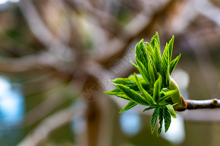 一个美丽的叶芽的宏观镜头 象征着生命和新的开始背景图片