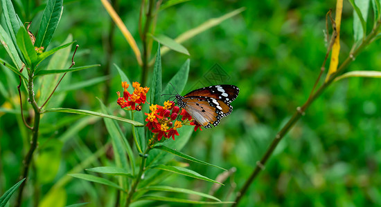 在黄色和红色花朵栖息地背景中拍摄平虎或非洲君主蝴蝶的宏片翅膀飞行花园甘菊花瓣植物群漏洞斑点橙子乳草背景图片
