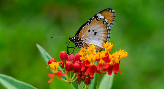 在黄色和红色花朵栖息地背景中拍摄平虎或非洲君主蝴蝶的宏片洋甘菊昆虫甘菊花瓣条纹翅膀季节橙子植物漏洞背景图片
