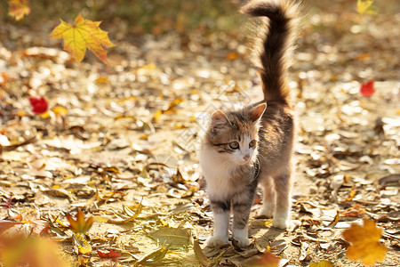 叶子与猫秋天底尾尾巴毛茸茸的滑稽小猫咪背景